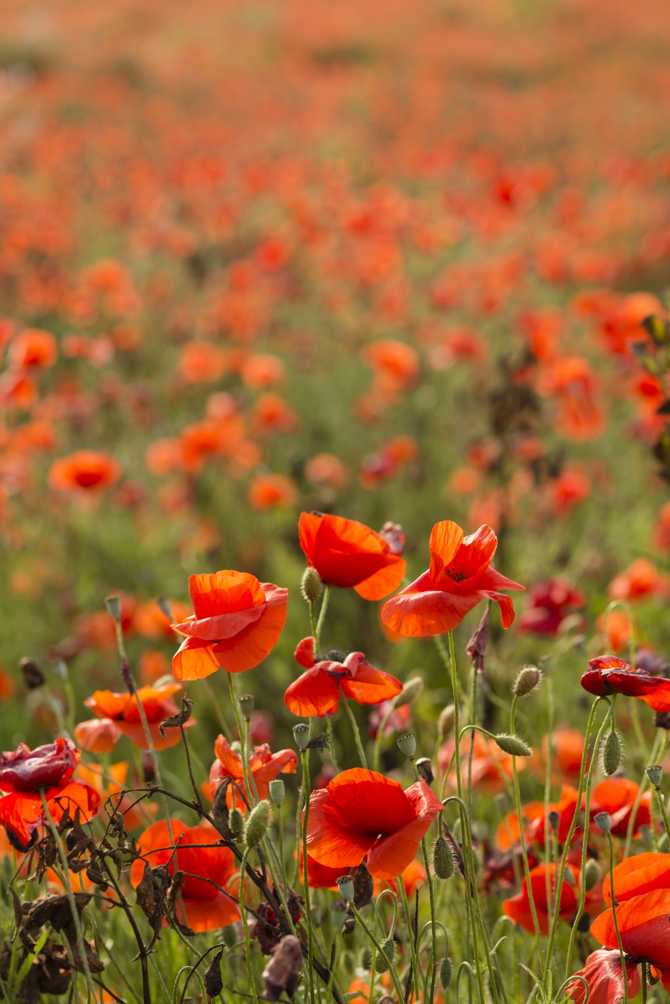 Field of red poppy flowers under the sun.